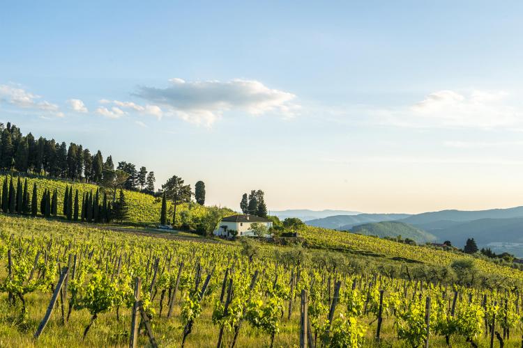 Fattoria Lavacchio