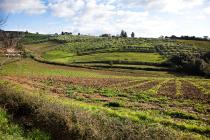 Fattoria Le Fonti