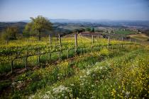 Fattoria Le Fonti